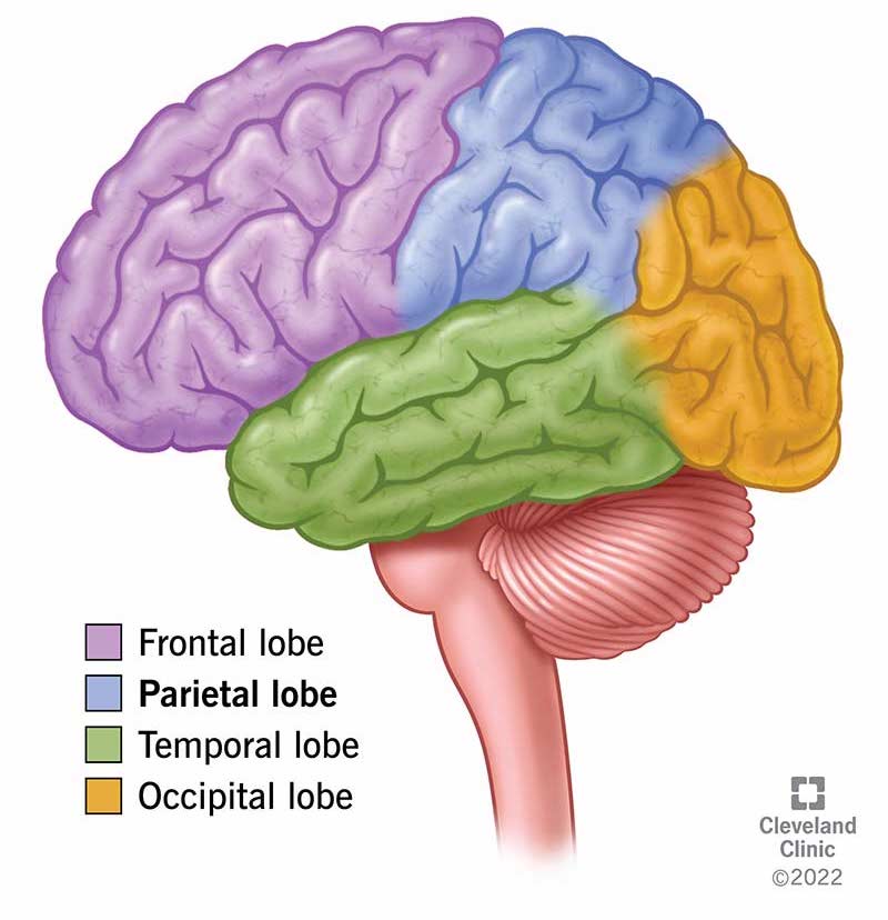 neocortex-regions.jpg