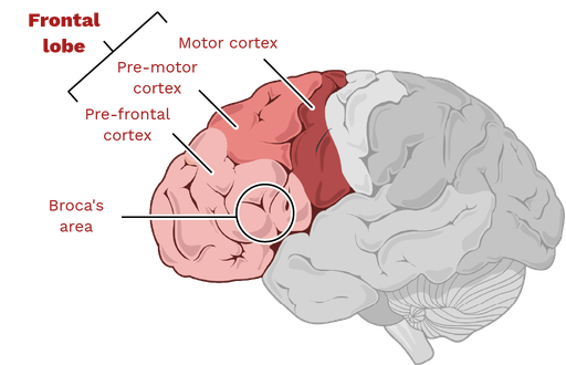 prefrontal-cortex.png